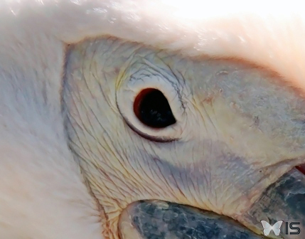 Oeil d'un Pélican blanc